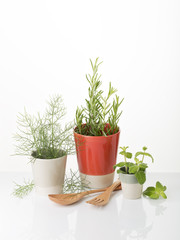 Wall Mural - Aromatic herbs for cooking or decoration. White background