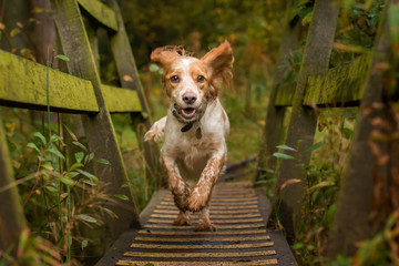 cocker spaniel in woodland