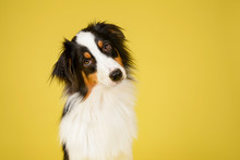 Happy Australian Shepherd Dog Portrait On Yellow Studio Background