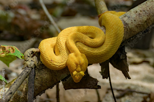 Plakat Żółty wąż w Kostaryce