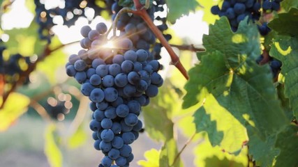 Wall Mural - Ripe blue grapes in the vineyard, dolly shot