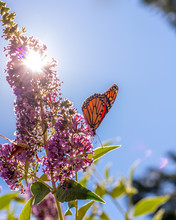 Monarch Butterfly On Purple Butterfly-bush Lit By Bright Summer Sunshine, Blue Sky In Background