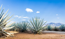 Tequila Agave  Lanscape