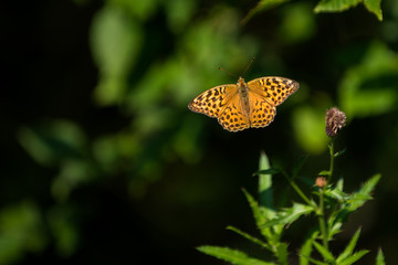 Wall Mural - Beautifull butterfly flying