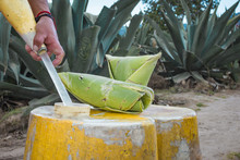 Mead Of The Maguey Plant To Do Pulque In Tlaxcala, Mexico