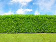 Tall  bush hedge with sky and grass. Seamless endless pattern.