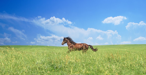 herd of brown horses against a colorful blue sky and green hills