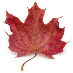 colorful autumn maple leaf isolated on white