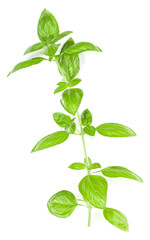 Sweet Genovese basil branch isolated on white background. Flat, Top view.