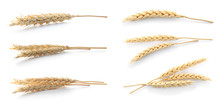 Set With Spikelets On White Background. Cereal Grains