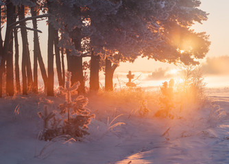 Wall Mural - sunny winter morning
