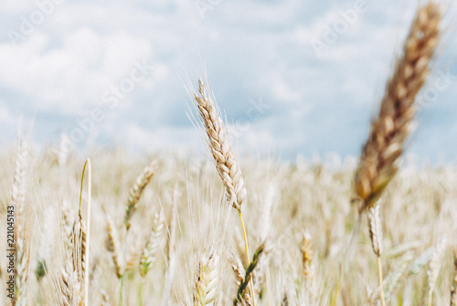 Fotografie, Obraz The rye crop Secale cereale on the field