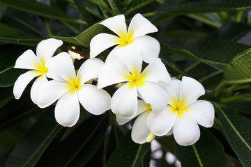 White Impala Lily.