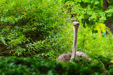 ostrich in the natural park, nami island , Korea