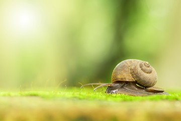 Concept work of the team leaders, Helix pomatia, common names the Burgundy snail, Roman snail, edible snail or escargot