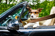 dog drivers license  driving a car