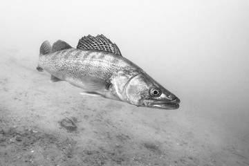 Freshwater fish pike perch (Sander lucioperca) in the beautiful clean pound. Underwater shot in the lake. Wild life animal. Pike perch in the nature habitat with nice background. Live in the lake.