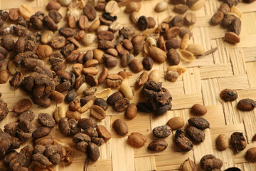 Wall Mural - Luwak Coffee Beans in Ubud Village, Bali, Indonesia.Raw arabica coffee bean in luwak kopi farm prepareation for aroma coffee