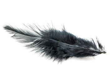 Close-up of Black feather isolated