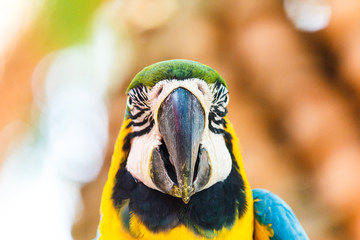 Macaw parrot blue and yellow color.