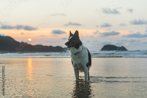 Coucher De Soleil Avec Un Chien Portrait Buy This Stock