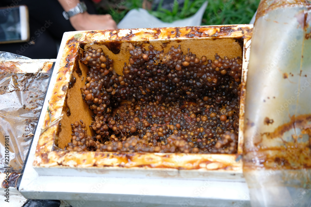 stingless honey bees beehive. trigona meliponini colonies rearing Stock ...