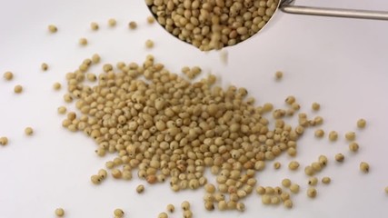 Canvas Print - White sorghum grain poured from a metal measuring scoop (1/4 cup) on a white background