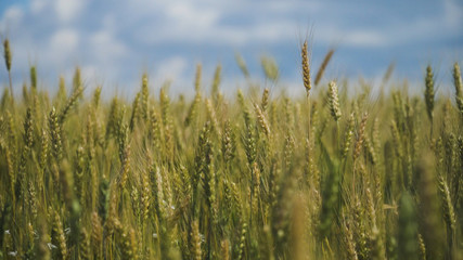 Wheat ears in field. blue sky, clouds. Golden wheat field. Yellow grain ready for harvest growing in farm field.