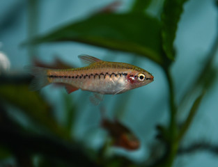 Wall Mural - Red cherry barb juvenile in  freshwater tropical aquarium