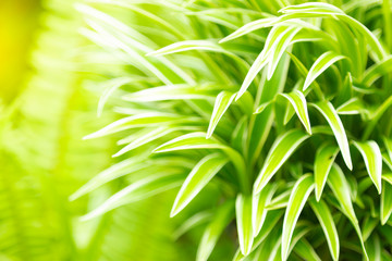  Closeup nature view of green leaf in garden at summer under sunlight. Natural green plants landscape using as a background or wallpaper.