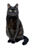 Fototapeta Koty - Portrait of a young black cat on white background