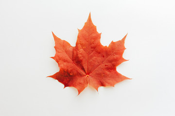 red maple leaf isolated on white background. fall foliage concept. meet autumn, september, october, 