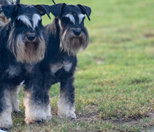 Pair Of Male And Female Miniature Schnauzers