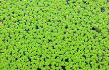 Natural Green Duckweed On The Water For Background Or Texture.