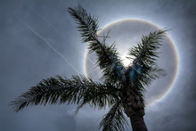 Sun Halo Creates Dazzling Circle In Florida Sky Behind Palm Tree
