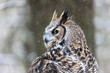 Colour landscape image of a great horned owl in flight shot against a snow winter scene.