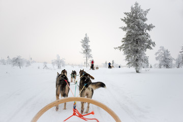 Wall Mural - Husky dog sledding in Lapland, Finland