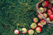 Top view of apples on grass. August, apple picking, autumn harvest concept. Orchard, crop, basket, healthy food, copy space