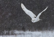 A mature snowy owl photographed in flight and on the ground against a snowy Canadian background.