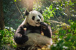 © Dmitry Rukhlenko - Giant panda bear in China