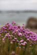 Coastal flower