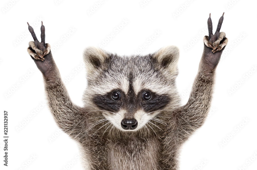 Portrait of a funny raccoon, showing a sign peace, isolated on white background - obrazy, fototapety, plakaty 