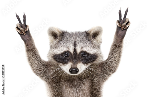 Cuadros en Lienzo Portrait of a funny raccoon, showing a sign peace, isolated on white background