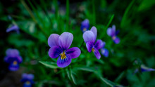 Blue Flower Pansy Close-up