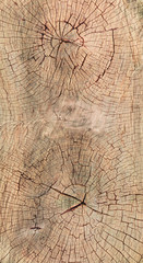 double cross-section of a tree