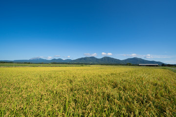 稲と蒜山三座、大山　(岡山県真庭市蒜山地域より撮影)