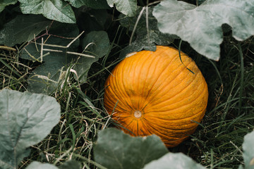 Pumpkin