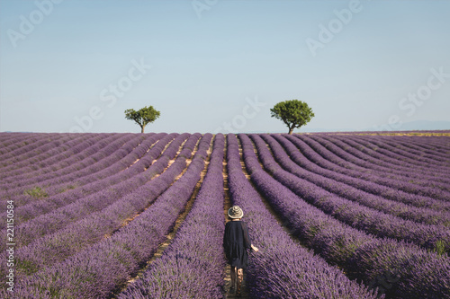 Fotografie, Obraz back view of young woman looking at picturesque lavender field in provence, fran