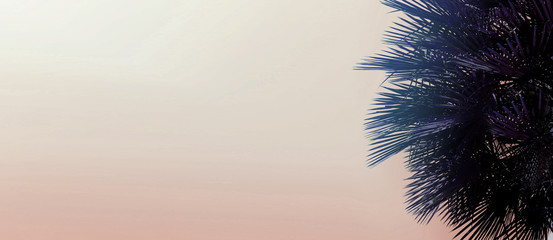 Fototapete - Website heading and banner with copy space in light pink color and palm tree. Concept of cheap travel agency, summer vacations and tourism, blog header.