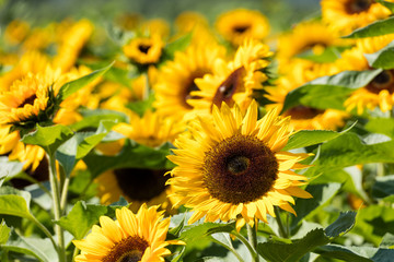  Yellow blooming sunflower